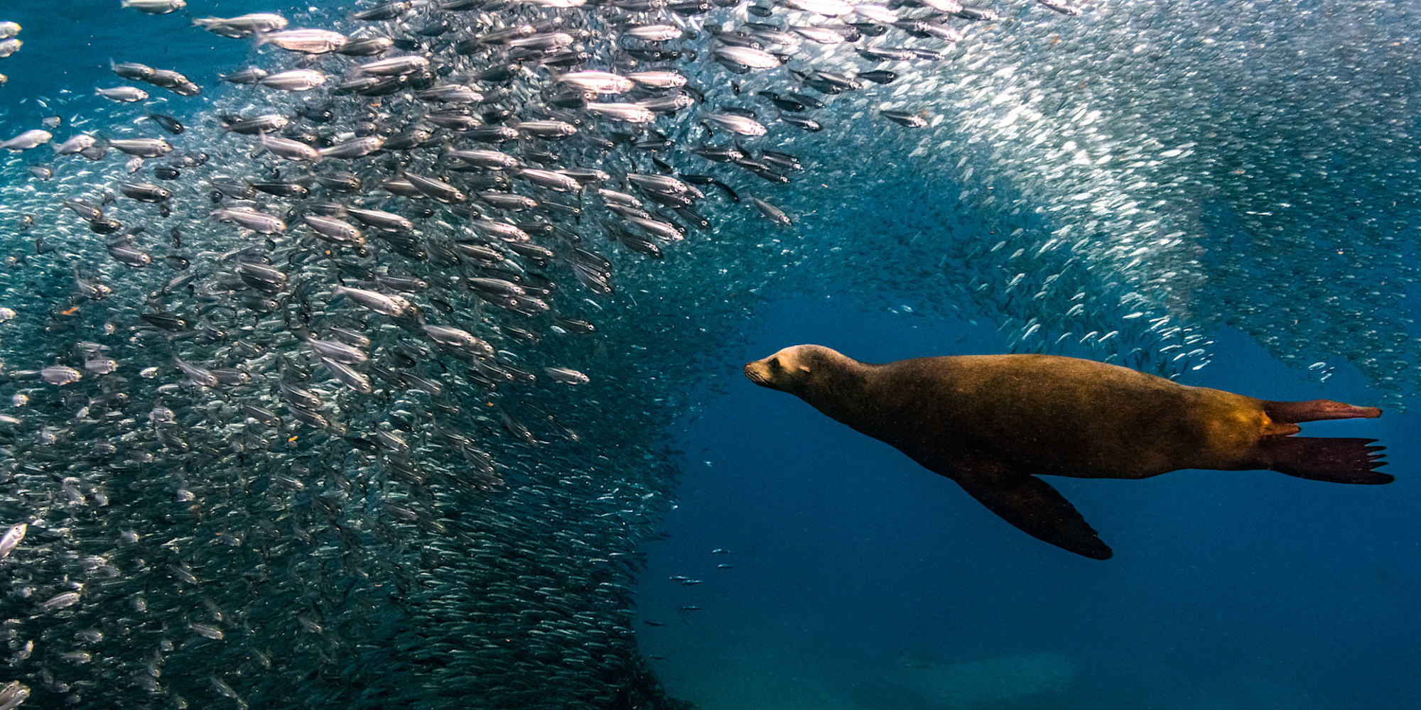 Underwater scene of the abundant marine life in Baja, Mexico